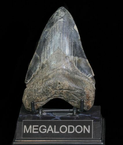 Serrated, Fossil Megalodon Tooth - Georgia #66189